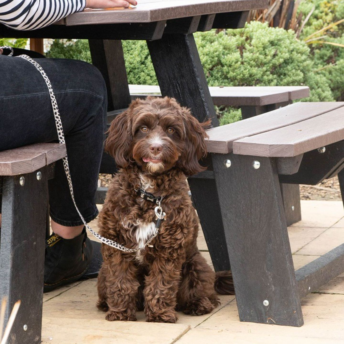 Your local dog friendly pub in Middlehaven